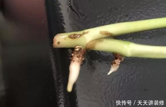 『绿萝』养花技巧:春天赶紧扦插绿萝,扯根枝插3盆,5种方法个个好活!