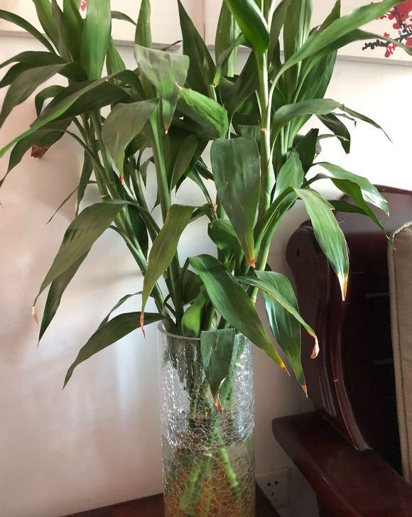  【建议】家里不能养的花，这3类绿植，白送都不要，危害巨大不建议养