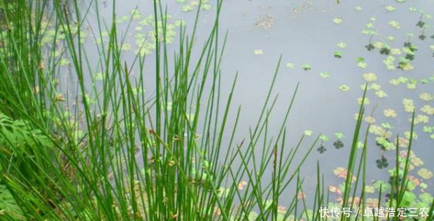 农村稻田里的杂草，农民见到就拔，如今价值30块一斤