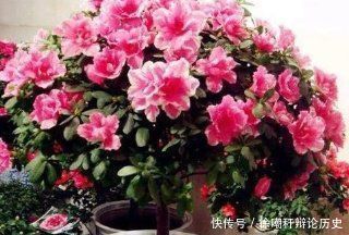 家里■家里这些东西,养花好着呢,垫盆里10年不烂根,养啥都爆盆!
