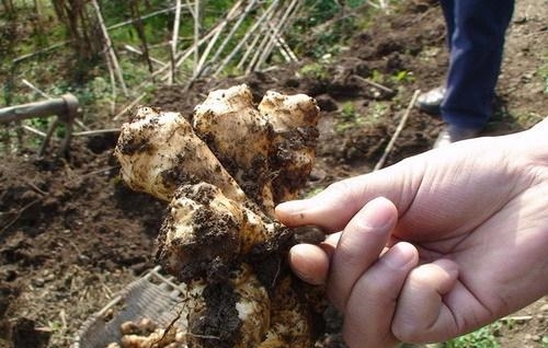 农村名字最奇怪的蔬菜“万年脏”，撒上一粒种子，能吃好几年
