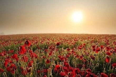 林清玄:没有明净的内在，任何美丽都是虚妄的