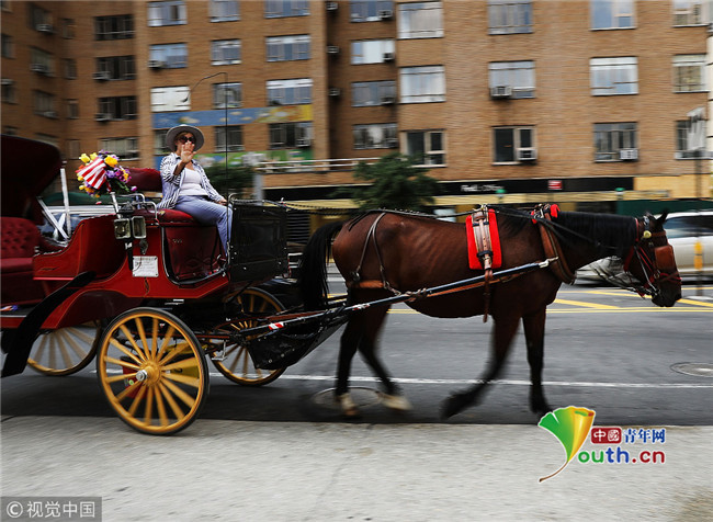 纽约观光马车有高温假气温达32度须强制停运