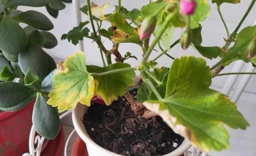 【种人】6种人别养花，真的不适合，养一盆挂一盆，都是“养花杀手”