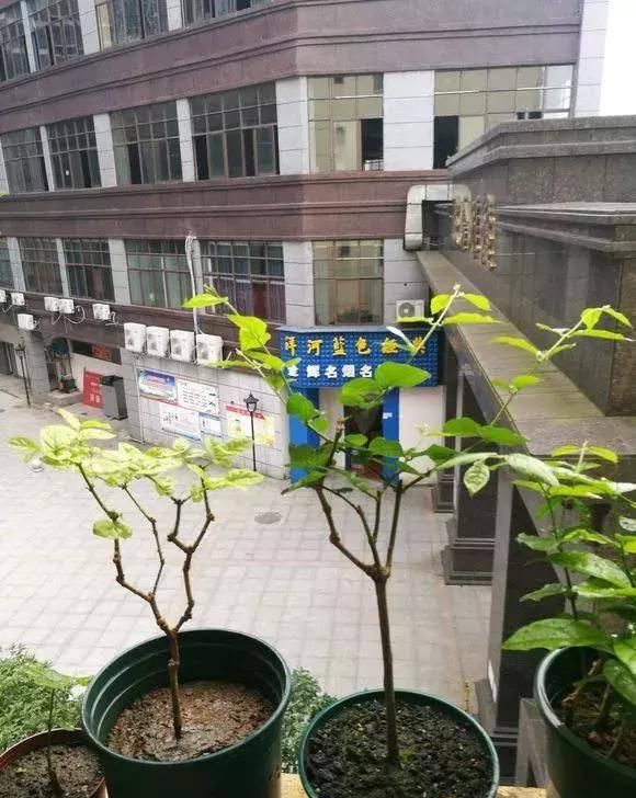  『过程中』茉莉徒长不开花？怎么做花朵开到炸