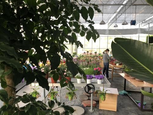  『展出』每株1万元的“肉肉”长啥样？闵行这个地方展出数千种多肉，有的每盆仅2元……
