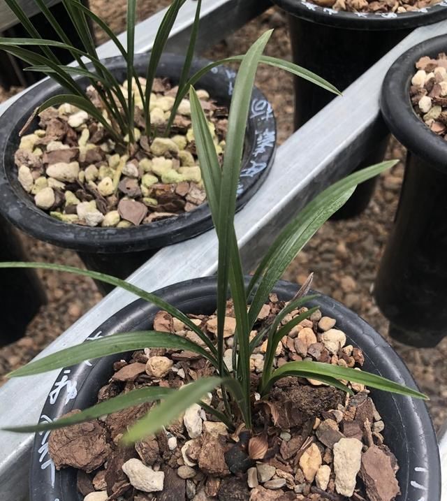 喜欢野生:如何区分野生珍贵兰花与普通兰花?