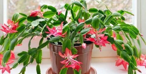  『枝叶茂盛』养花配土有讲究，这3种花配土这样做，枝叶茂盛、开花量大
