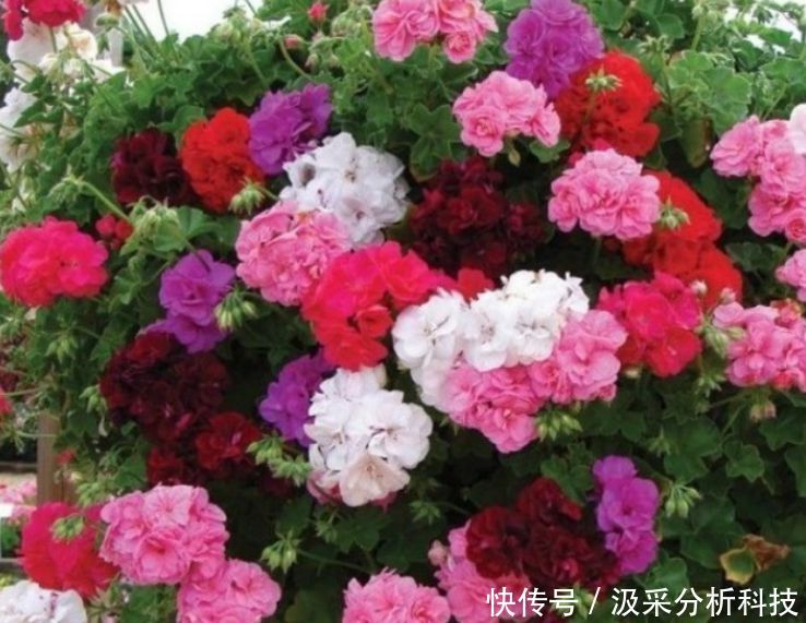  『花香』春天养花就养“它”，花香四溢，花朵多，开花一簇簇！