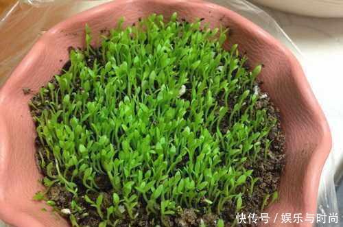 『花钱买』还在花钱买盆栽用半个火龙果,就可以种出这么漂亮的盆栽绿植!