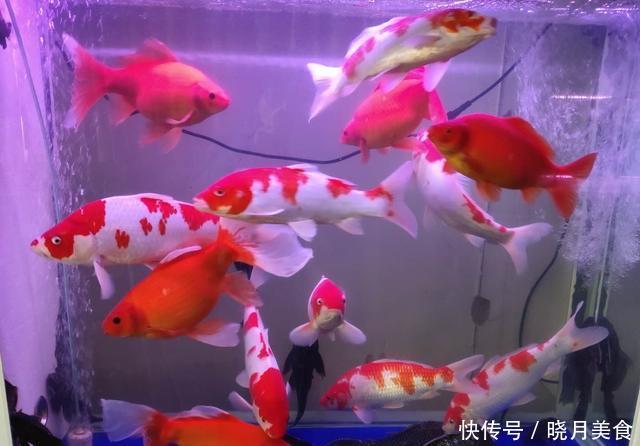 「懒人」无过滤饲养金鱼需要天天换水吗?这可真不一定,懒人有懒办法