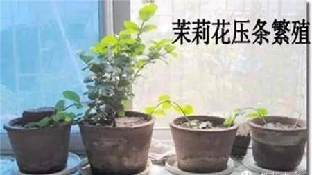  #拥有#5种压条方式，让你迅速拥有新的植物！