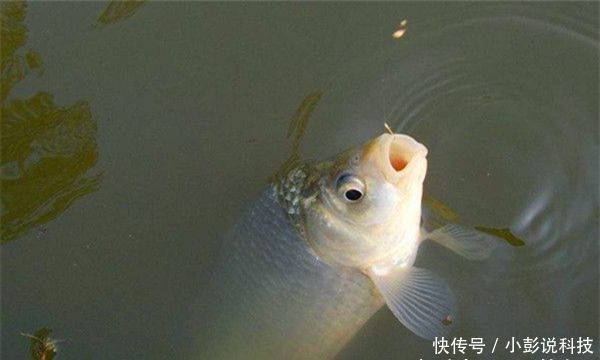  「黑坑」黑坑“偷驴”滑口鱼，试着这样来应对，效率超高，中鱼率有保证