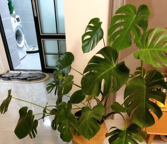  【喜湿】此花，茎节粗壮又似罗汉竹，深褐色气生根，纵横交差，形如电线。