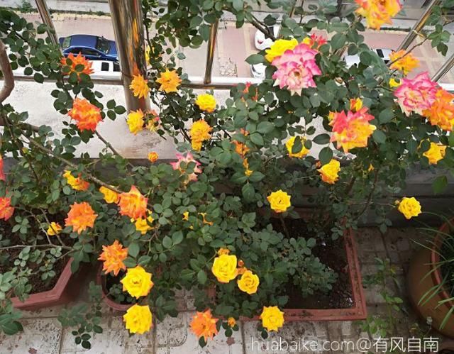  奇葩■10个最奇葩的月季品种，你可能一个都没见过！