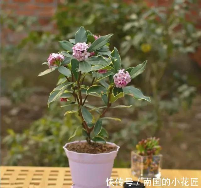 排水良好|除了茉莉花,家里还可以养哪些香飘满屋的植物?