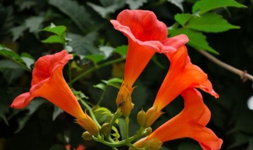 美观:家养此几款花,株形美观,全年开花不断,花色艳丽灿烂,美