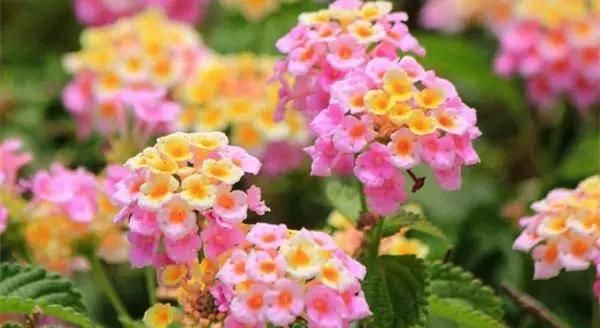 【搜罗】史上最全“懒人植物”大搜罗,看看哪盆才是你的心头好