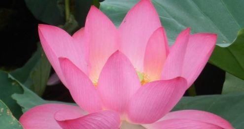  『娇艳』家养此款花卉，开花勤爱爆盆，花开娇艳美不胜收，一年四季都赏花