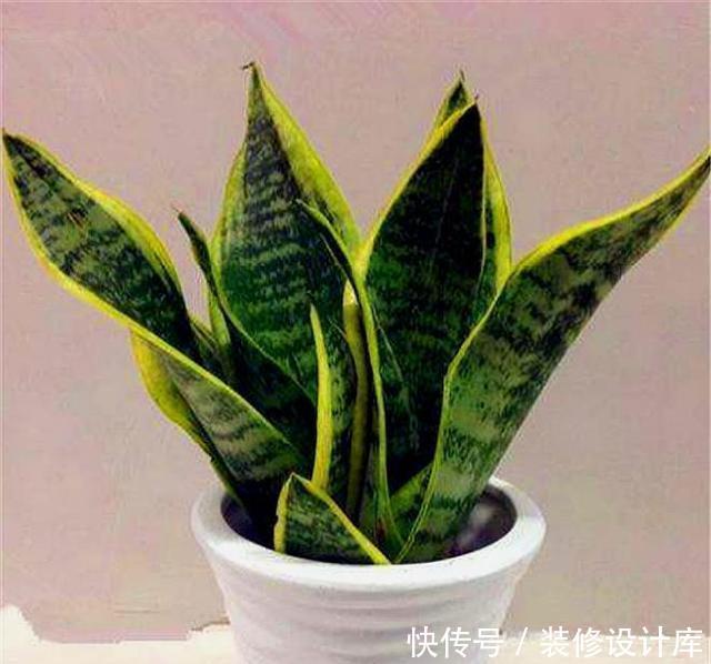 虎皮|家庭养虎皮兰,摆放位置有讲究,难怪你家的叶子软绵无力还长歪
