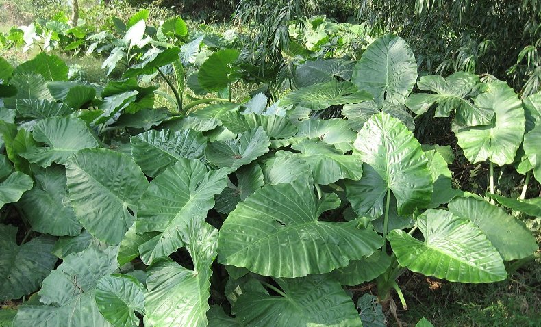  [知晓]农村这种野草叶似芋头，用途广泛，知晓之人却不多