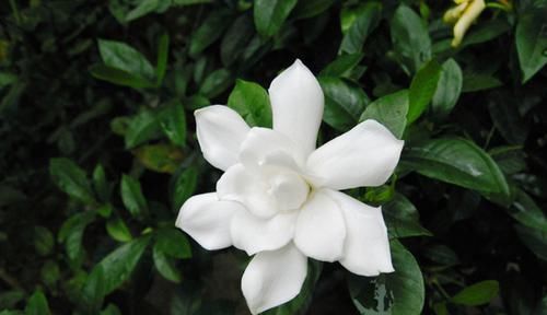  【盘点】盘点自然界中纯洁干净的白色花卉，洁白无瑕，有些还芳香四溢！