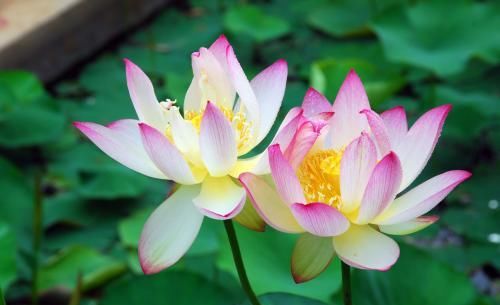  『花枝招展』新手喜欢养护漂亮的花卉，选花枝招展，花色绚丽，漂亮的3种花卉