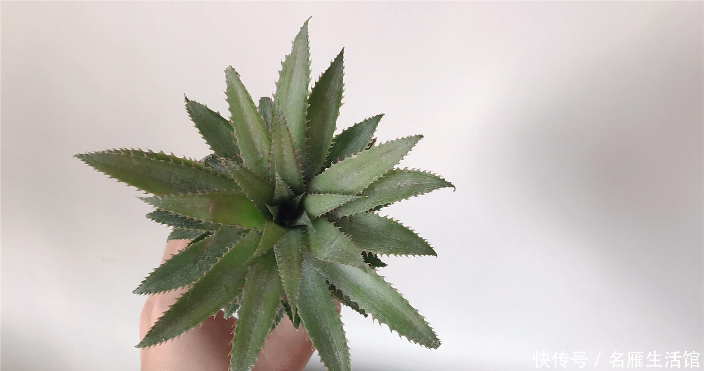  盆栽@菠萝水培4细节：免费小盆栽，2年后吃果，去捡1个菠萝头吧！