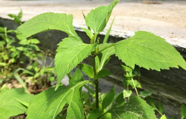  「喜欢」农村一种喜欢粘人的野草，人称“豨签草”，却是祛风湿