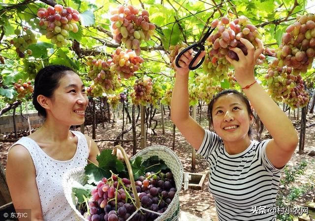 农村有哪些比较好的致富门路呢？几个适合在农村的创业项目！