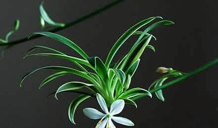  『吊兰叶子』一个小方法,让吊兰疯狂的开花抽藤,越长越茂盛!