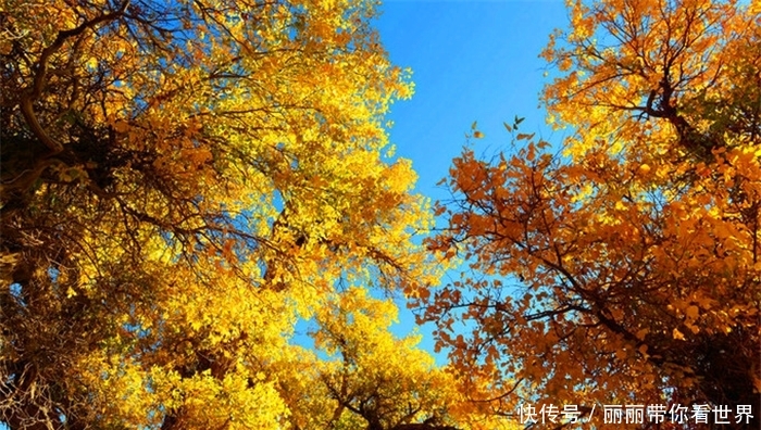 额济纳最牛的树，胡杨林的标志和形象，秋天叶子特别漂亮