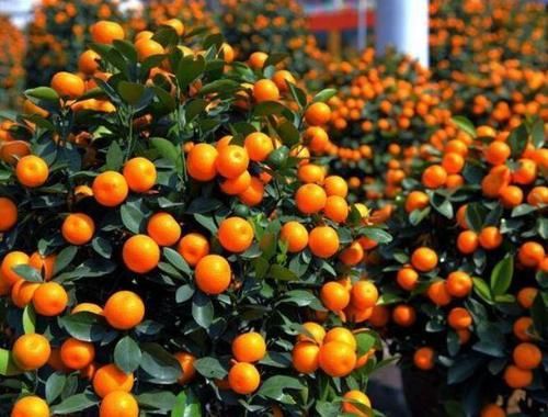  [铜钱草]夏天就养4种花，好养易活，个个美的出奇，花美心情好