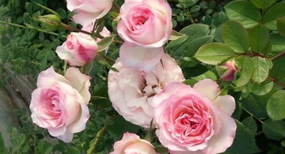 【充足】此花，日常养护给予充足水分和肥料，就能四季花开不断。