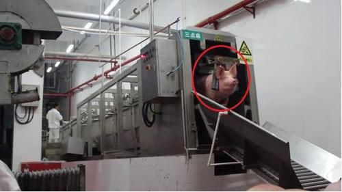  流水线@杀猪不见血，猪进去都没哼唧一下就挂了，一天可杀成百上