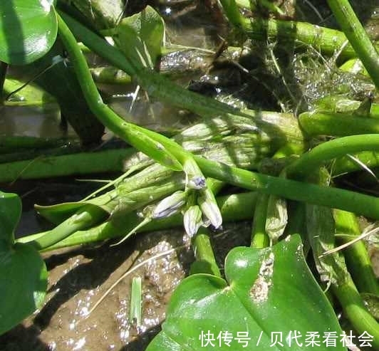  「人称」农村一野草，人称“鸭舌草”，农民讨厌它，其实可食可