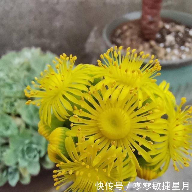 【时节】多肉在美好时节里尽情绽放吧!