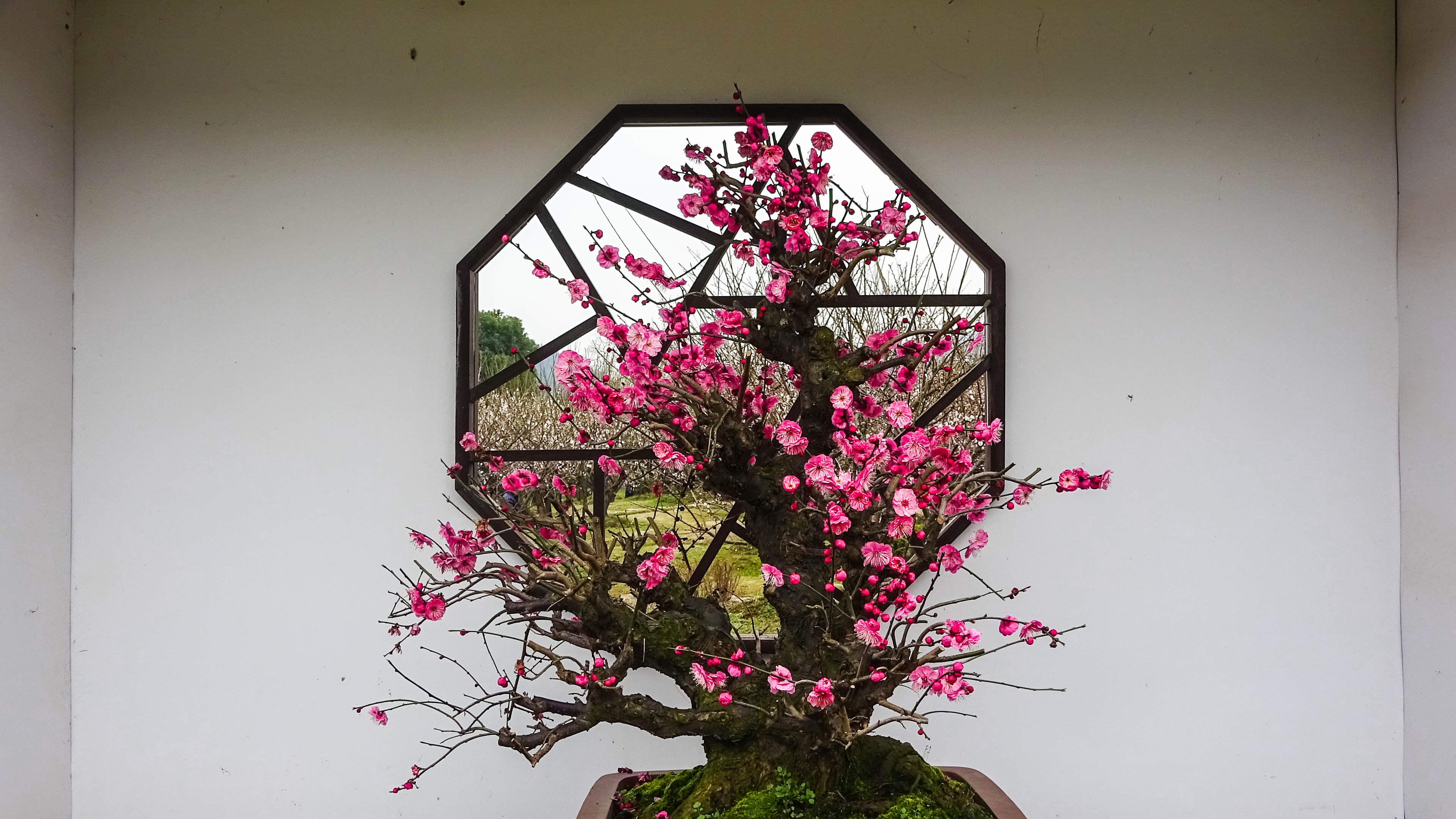 2019，梅花盆景-摄于苏州香雪海景区