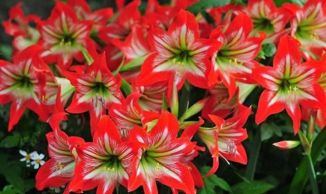  『朱顶』朱顶红不开花？做好这几点，花骨朵蹭蹭的往外冒！