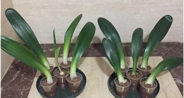  『一大』“3种花”最受欢迎，1片叶子，就能养出一大盆，1个月就爆盆！