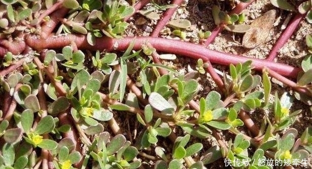  『蔬菜』农村4种“野菜”，以前没人爱，如今成高档蔬菜，想吃得花钱买