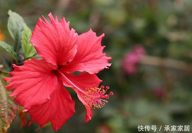 『耐热』夏天养花就养此3种,耐热耐晒更耐旱,晒得越狠开花越好,美极了