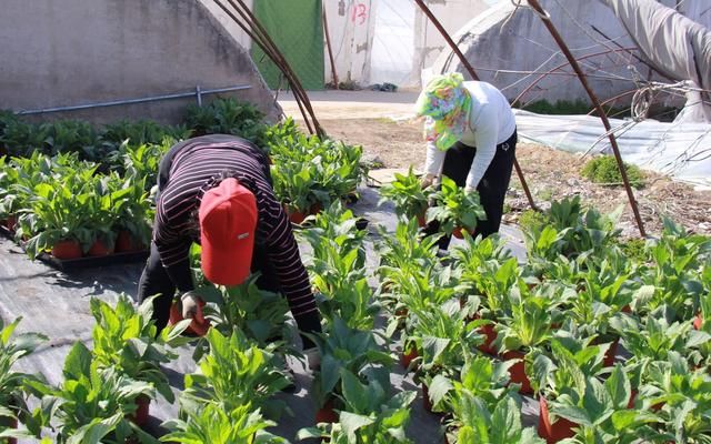  齐放：清明花卉种植忙 平谷马昌营镇百亩鲜花齐放