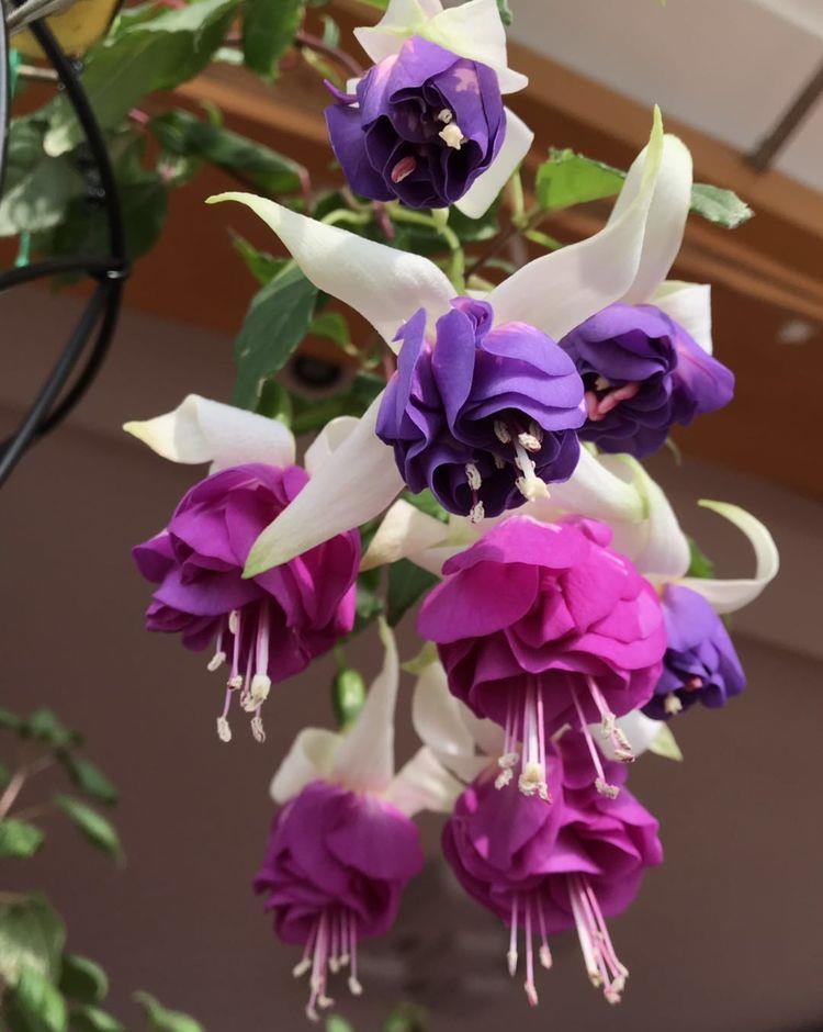 藤本植物,有它就够了,一树多色花,一年三季开花,给你一片花海