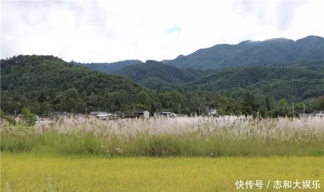 金黄田园稻浪翻滚 雪白芦花摇曳生姿：古永河畔的秋天如此多娇