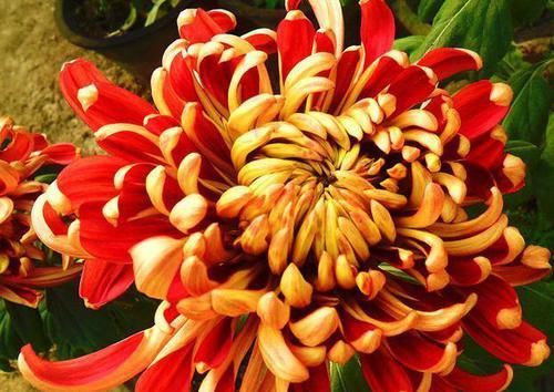  #珍品#百菊争艳，来盆菊之珍品万山红遍，似朝阳旭升，火红娇艳，美爆盆
