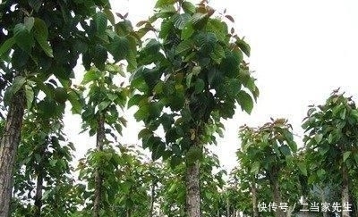  #列为#喜树被列为第一批国家重点保护野生植物，头状花序近球形
