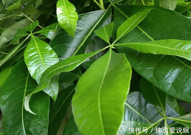 『发财树浇水』家养发财树,学会这“3件事”,轻松养得旺,叶片油绿