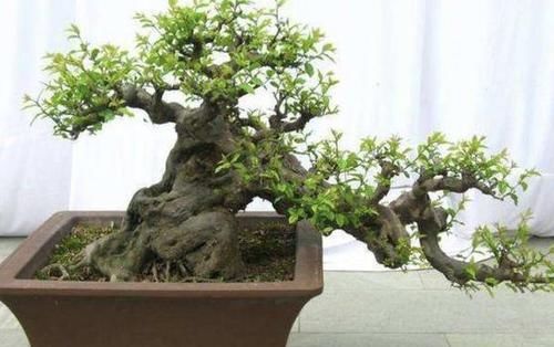  花盆■密闭阳台该如何养好花？浇水满足3个前提，不通风也能疯长