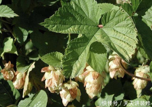 #啤酒花#在山谷下,有1种“啤酒花”,开出的花朵“美丽”,植株也珍贵!